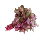 Spinach Leaves Red 1 Bunch